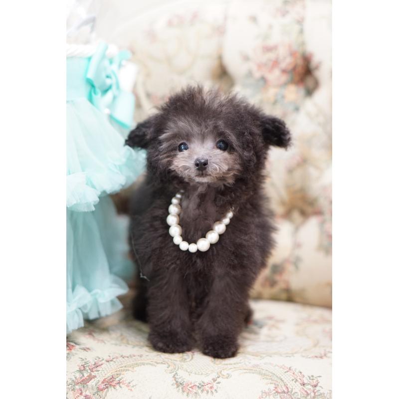 販売中の愛知県のティーカッププードル-430831の3枚目