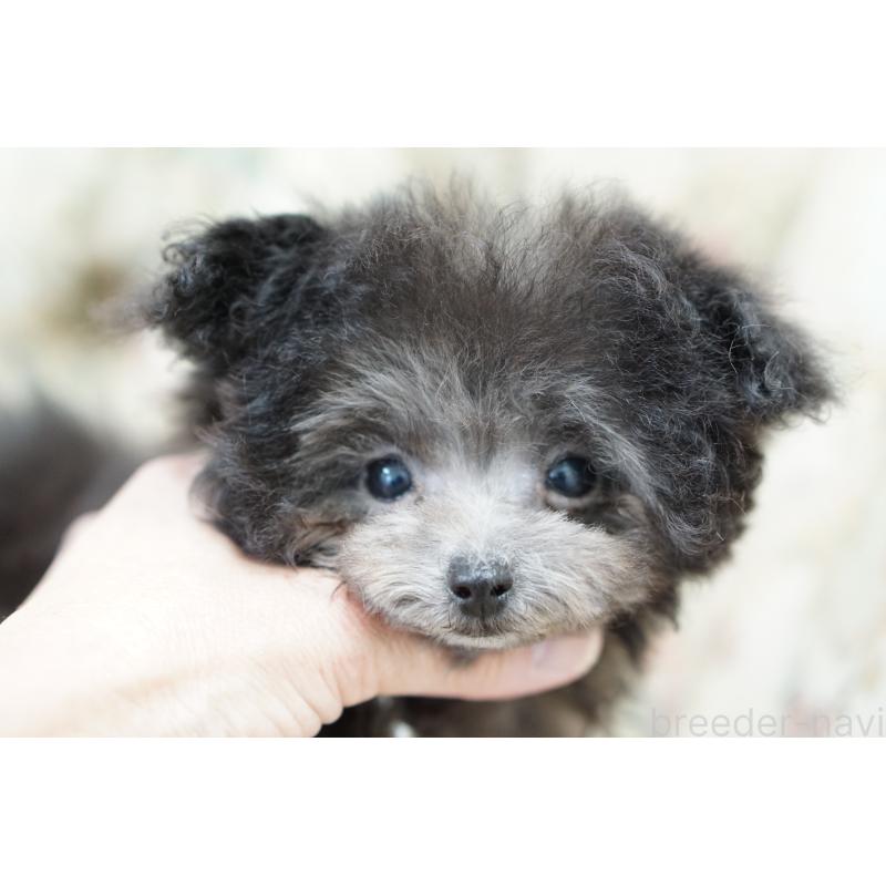 販売中の愛知県のティーカッププードル-430831の2枚目