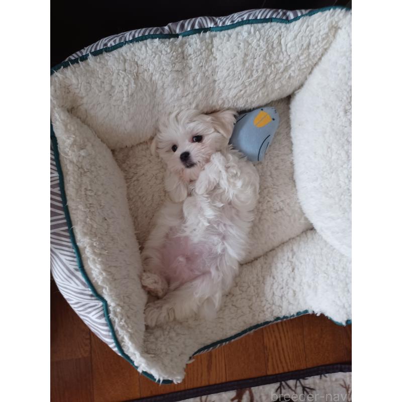 販売中の福岡県のマルチーズ-417688の2枚目