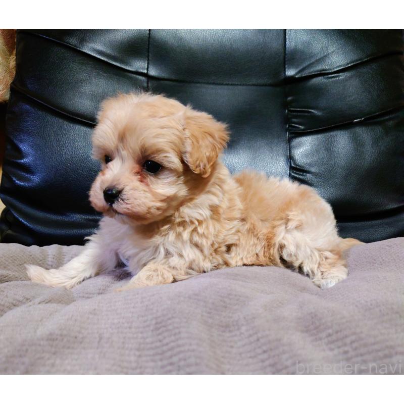 販売中の栃木県のマルプー:マルチーズ×トイプードル-430833の3枚目