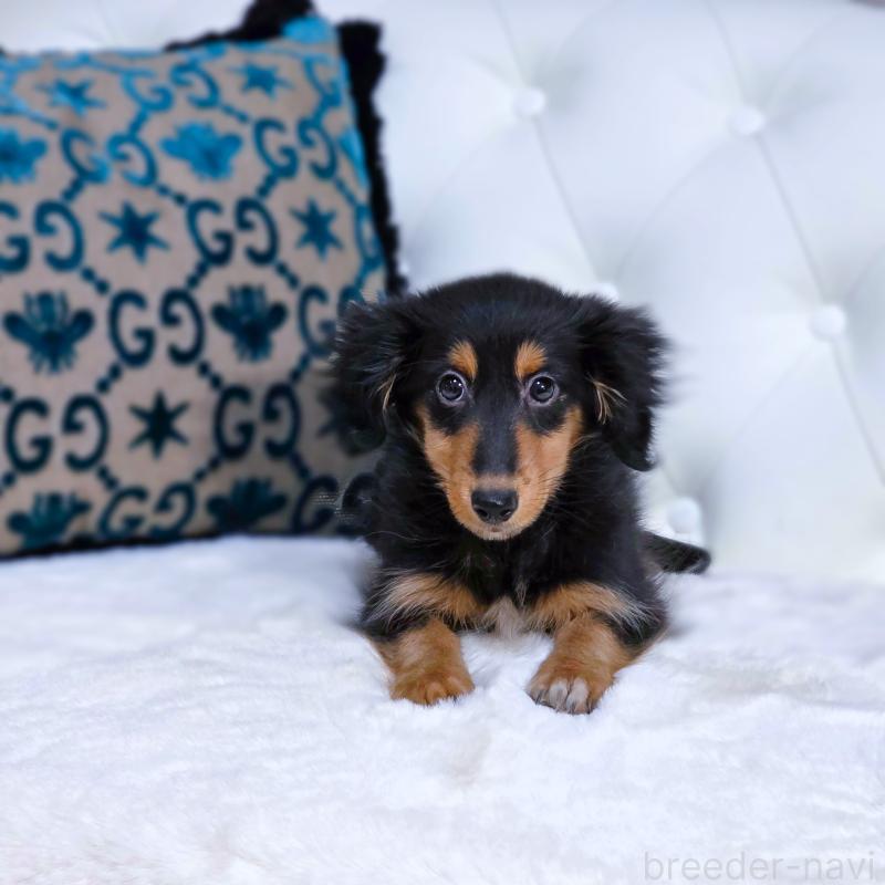 販売中の東京都のミックス犬-418520