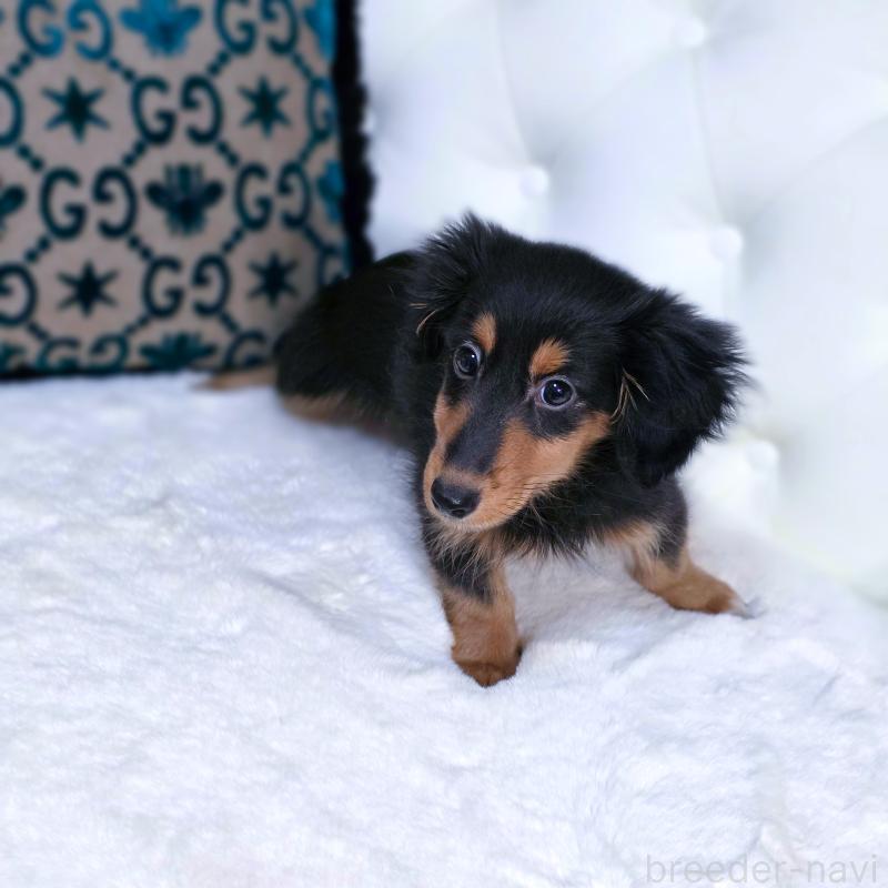 販売中の東京都のミックス犬-418520の3枚目