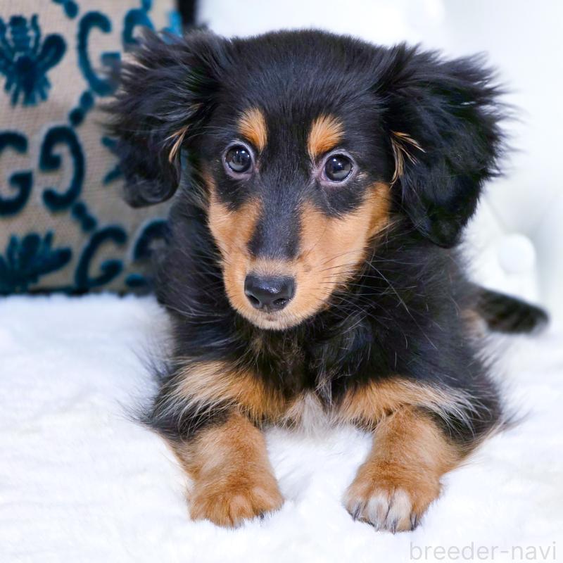 販売中の東京都のミックス犬-418520の2枚目