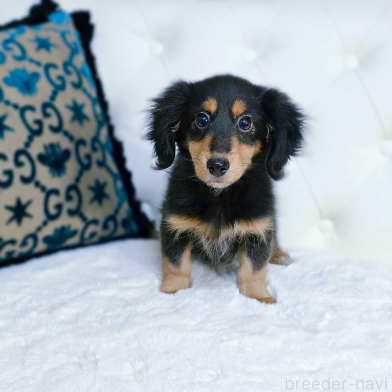 販売中の東京都のミックス犬-418521