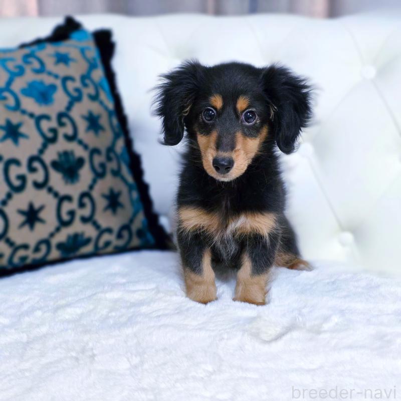 販売中の東京都のミックス犬-418521の3枚目