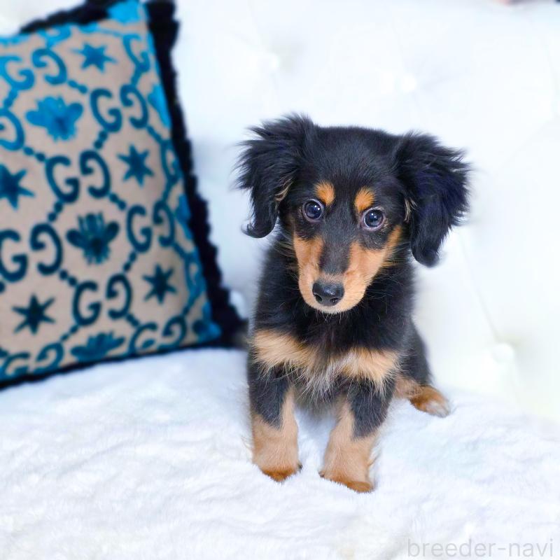 販売中の東京都のミックス犬-418521の2枚目