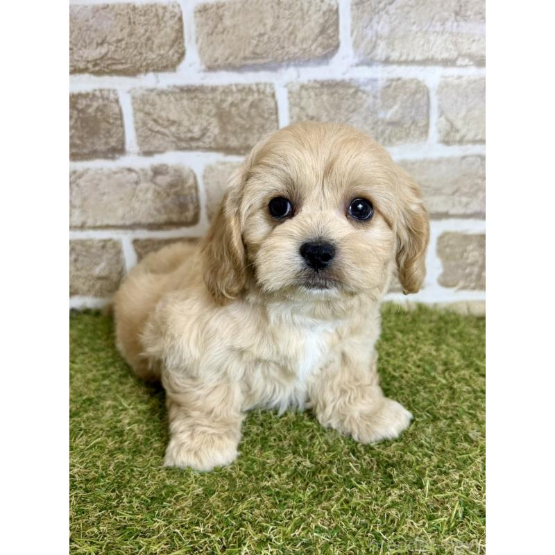 販売中の大阪府のミックス犬-430836の4枚目