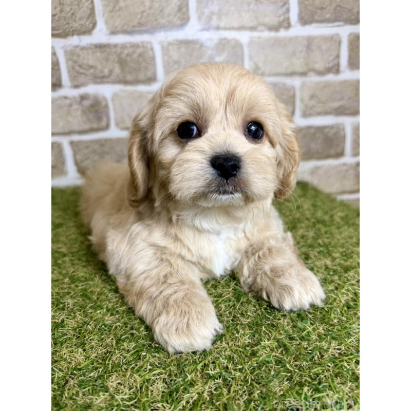 販売中の大阪府のミックス犬-430836の3枚目