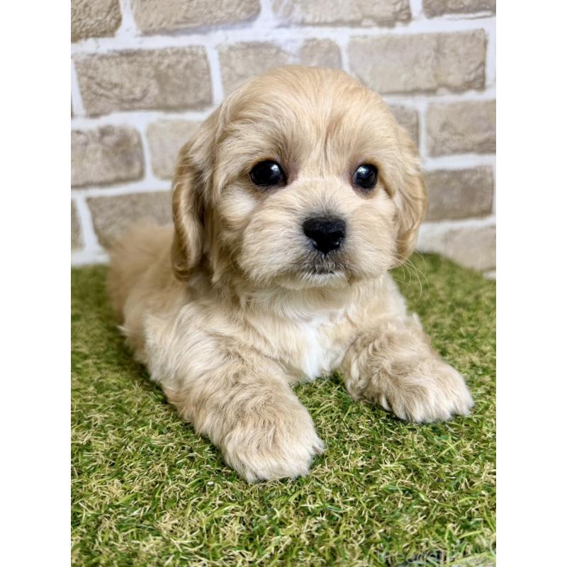 販売中の大阪府のミックス犬-430836の2枚目