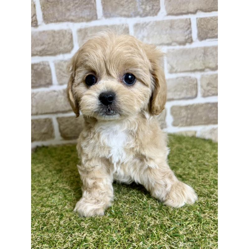 販売中の大阪府のミックス犬-430837の5枚目