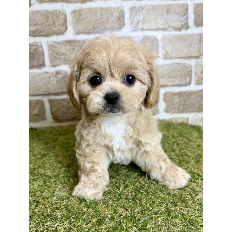 販売中の大阪府のミックス犬-430837の4枚目