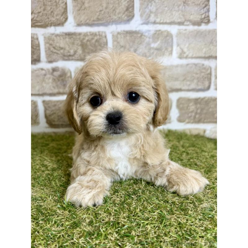 販売中の大阪府のミックス犬-430837の3枚目