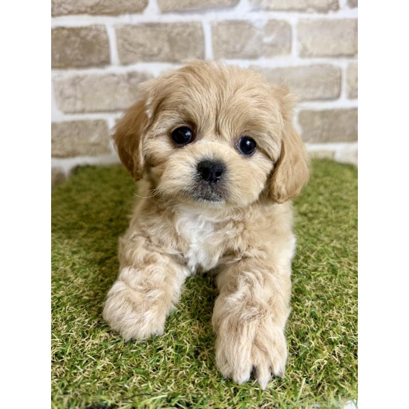 販売中の大阪府のミックス犬-430837の2枚目