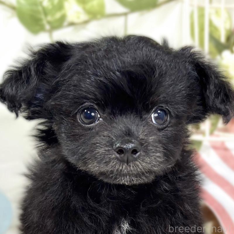 販売中ののチワプー:チワワ×トイプードル-429119