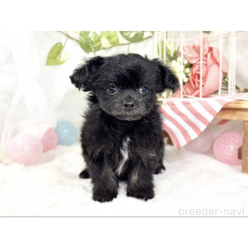 成約済の滋賀県のチワプー:チワワ×トイプードル-429119の4枚目