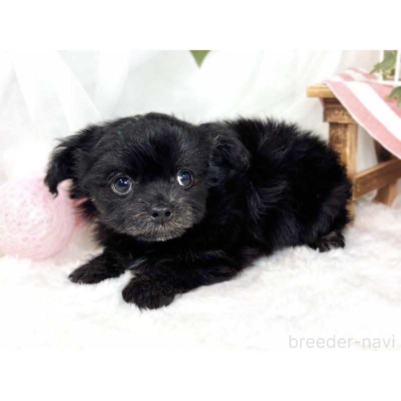 成約済の滋賀県のチワプー:チワワ×トイプードル-429119の3枚目