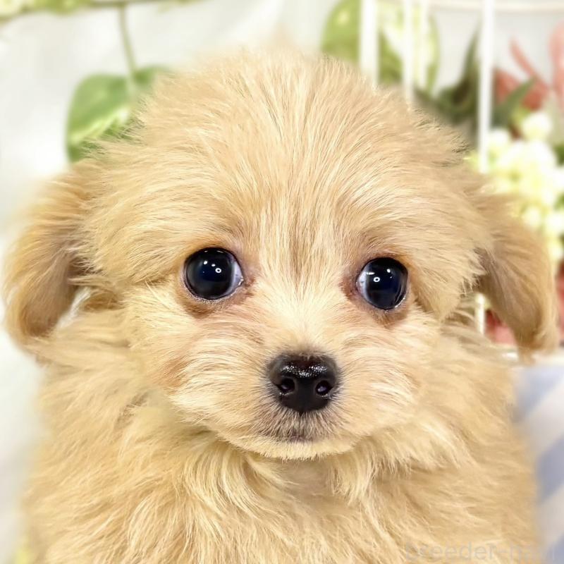 成約済の滋賀県のチワプー:チワワ×トイプードル-429120