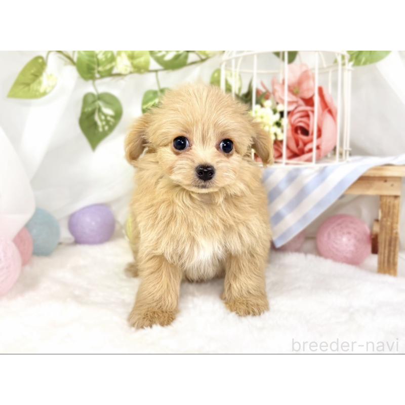 成約済の滋賀県のチワプー:チワワ×トイプードル-429120の4枚目