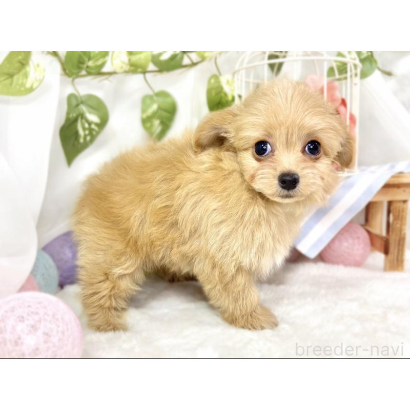 成約済の滋賀県のチワプー:チワワ×トイプードル-429120の3枚目