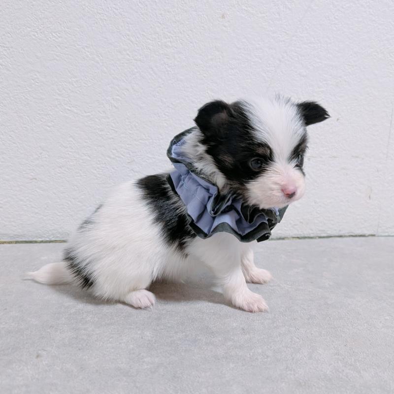 販売中の長崎県のパピヨン-430838の6枚目