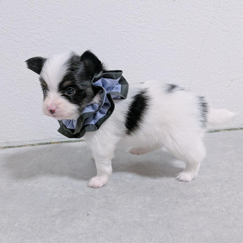 販売中の長崎県のパピヨン-430838の5枚目