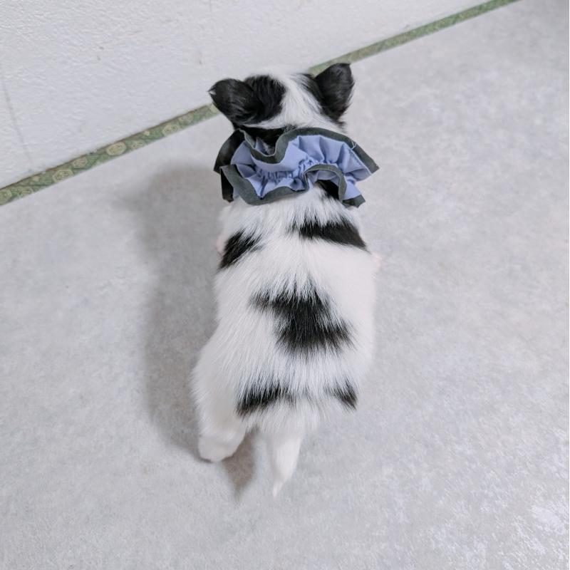 販売中の長崎県のパピヨン-430838の4枚目