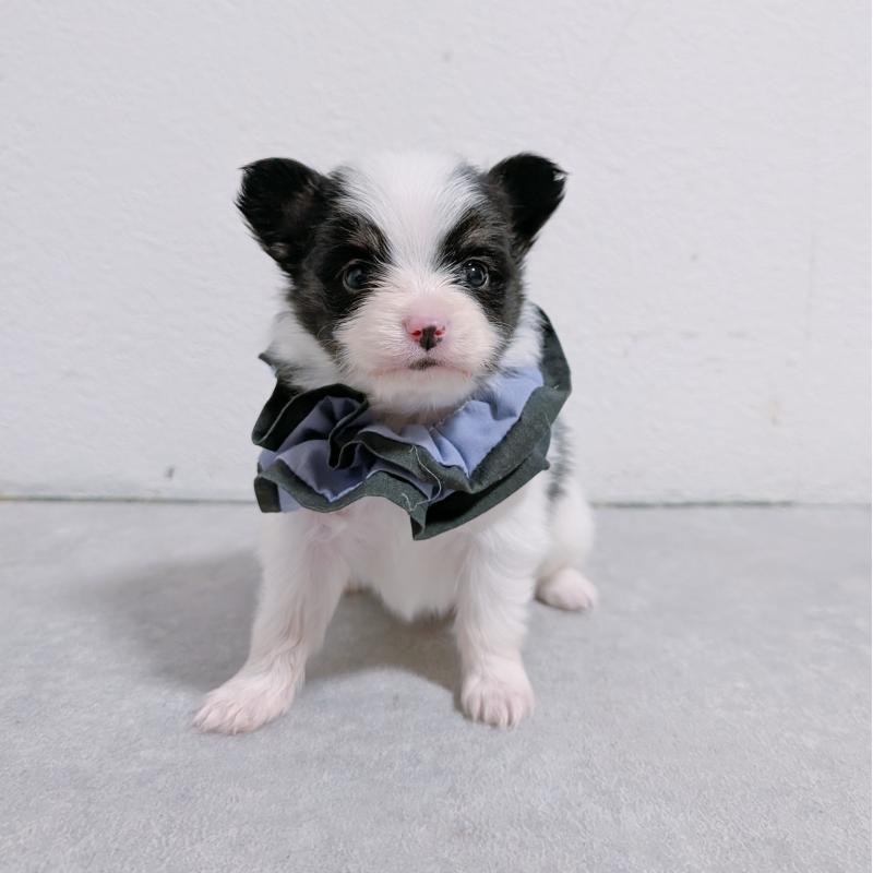 販売中の長崎県のパピヨン-430838の3枚目