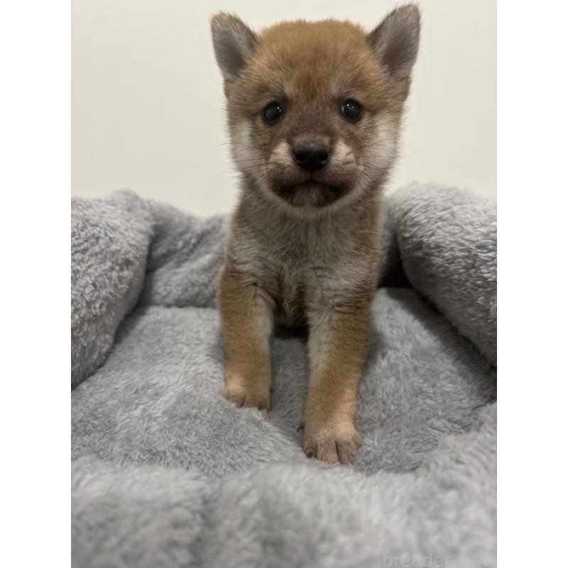 販売中の兵庫県の豆柴-422173の10枚目