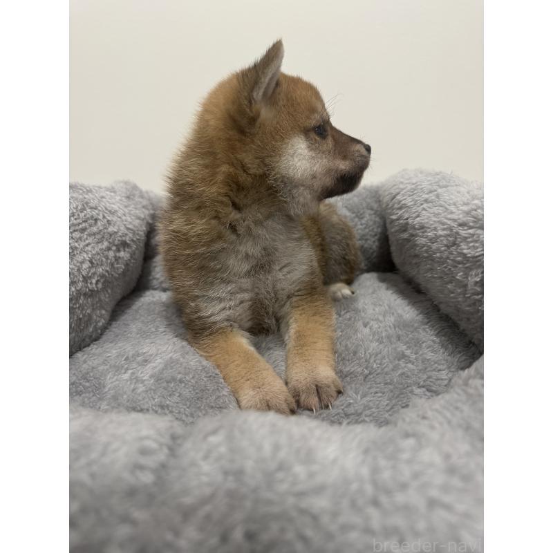 販売中の兵庫県の豆柴-422173の8枚目