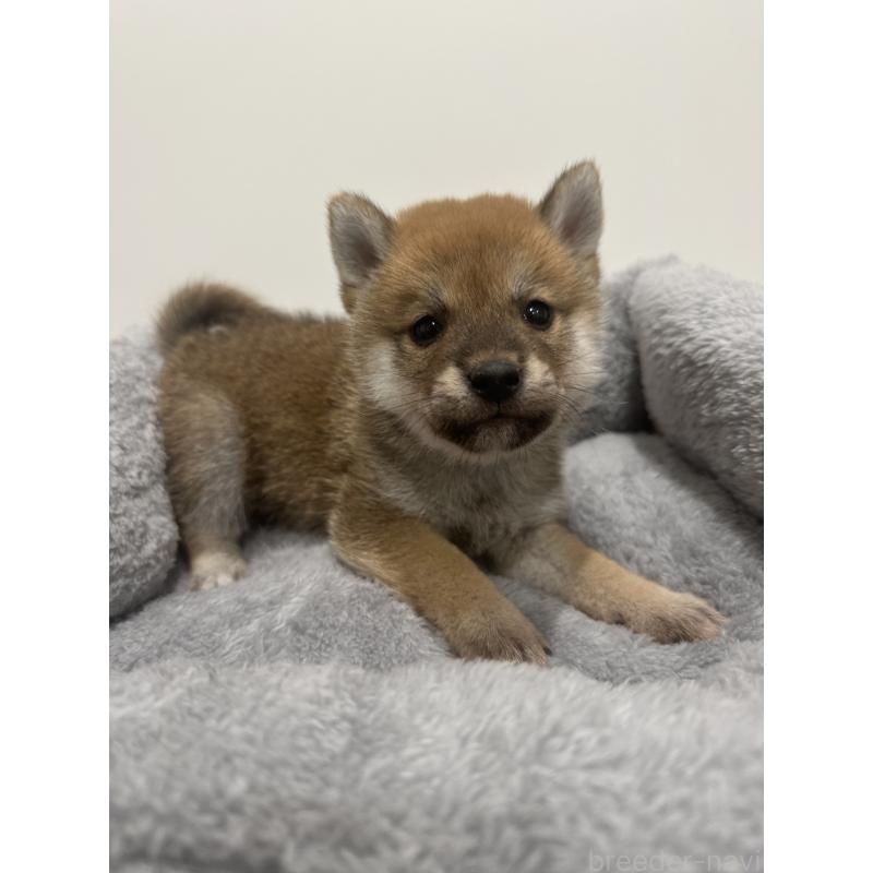 販売中の兵庫県の豆柴-422173の5枚目