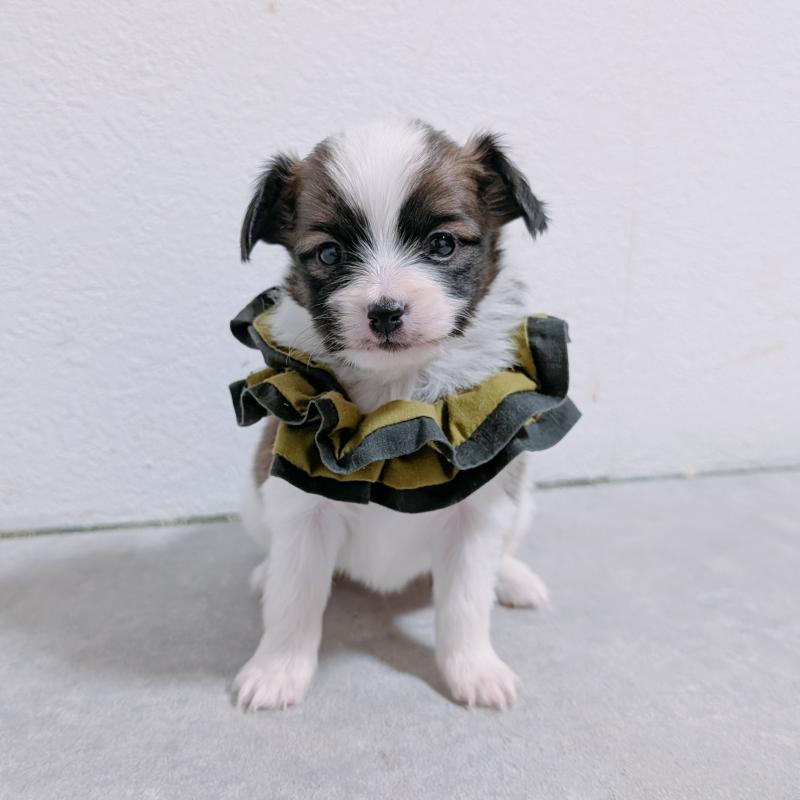 販売中の長崎県のパピヨン-430839