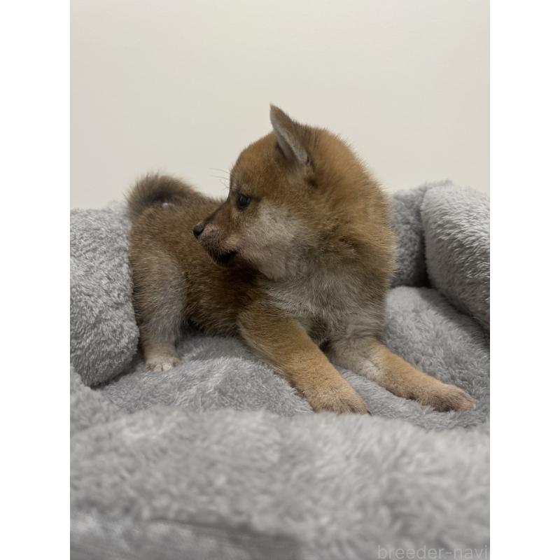 販売中の兵庫県の豆柴-422173の4枚目