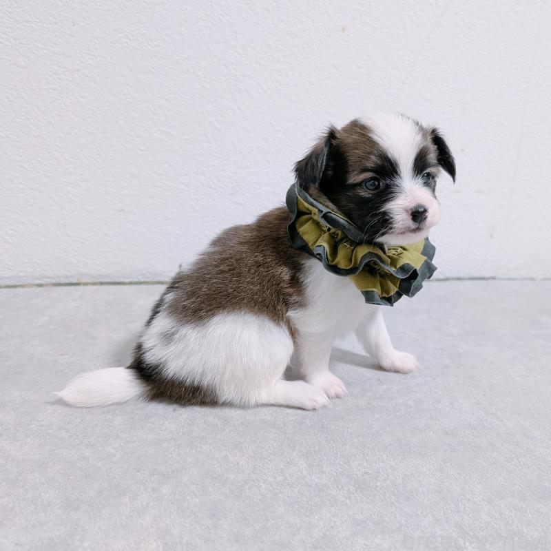 販売中の長崎県のパピヨン-430839の6枚目