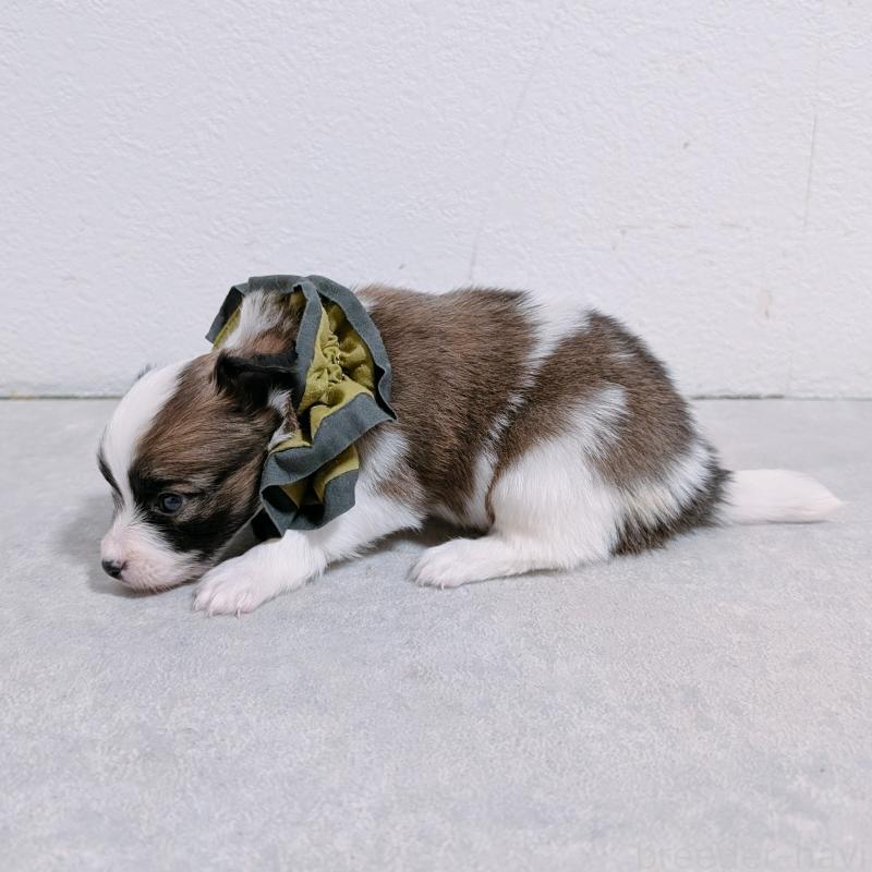 販売中の長崎県のパピヨン-430839の5枚目