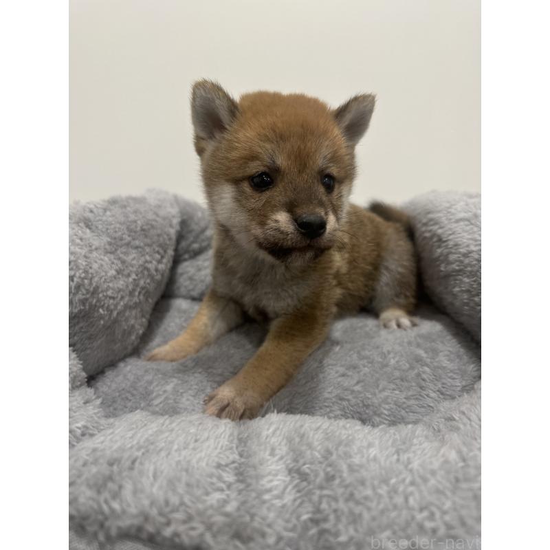 販売中の兵庫県の豆柴-422173の2枚目