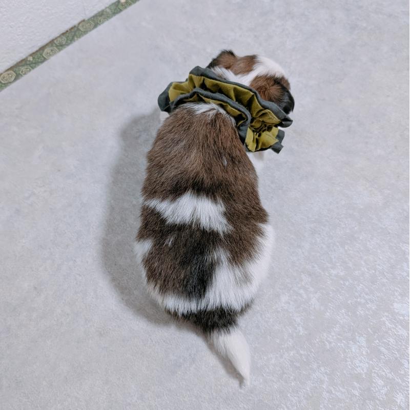 販売中の長崎県のパピヨン-430839の4枚目