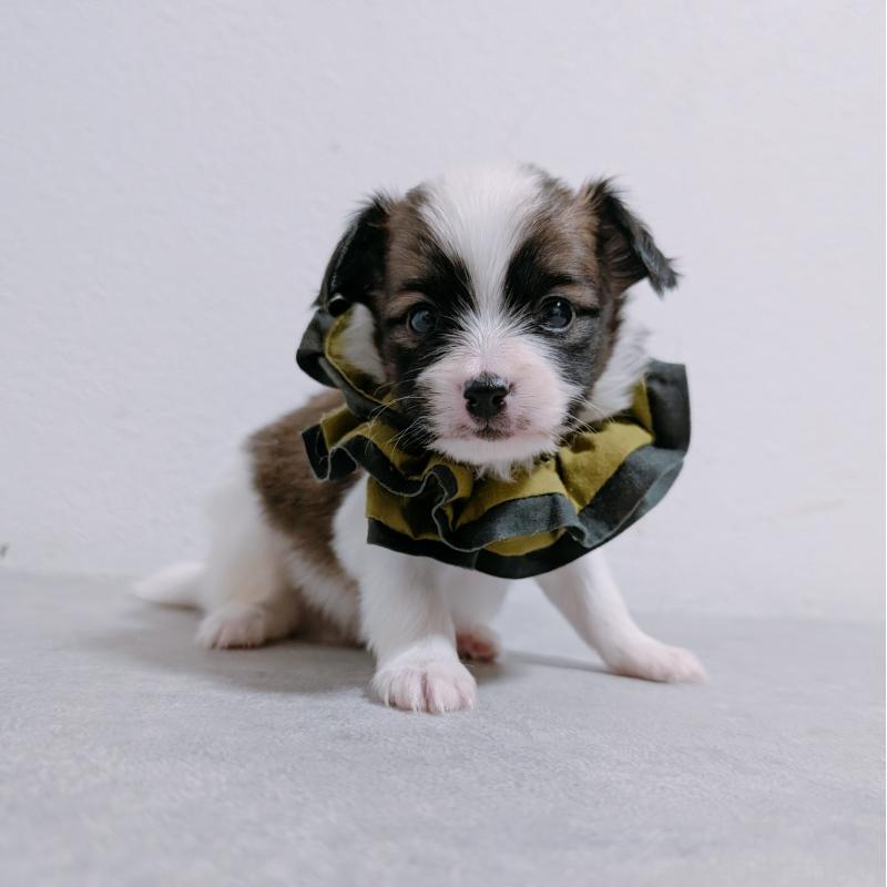 販売中の長崎県のパピヨン-430839の3枚目