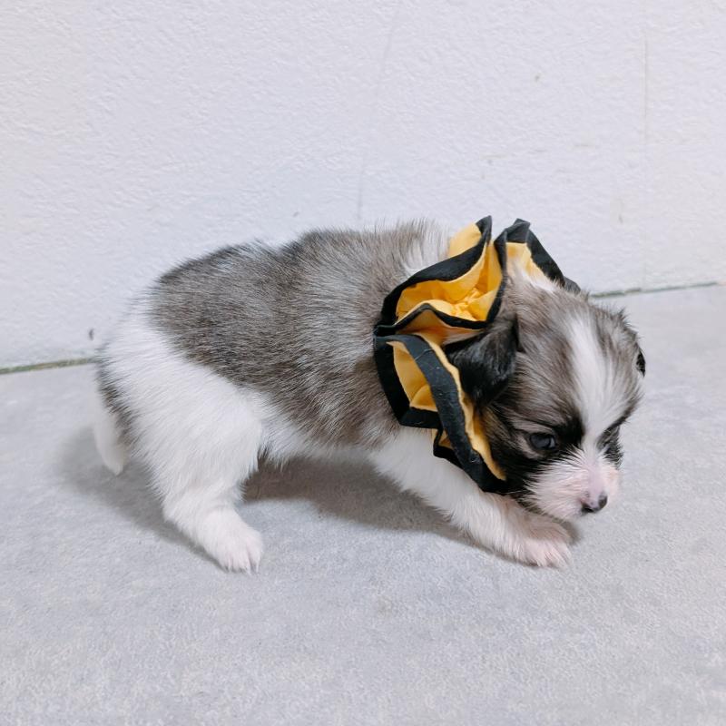 販売中の長崎県のパピヨン-430840の6枚目