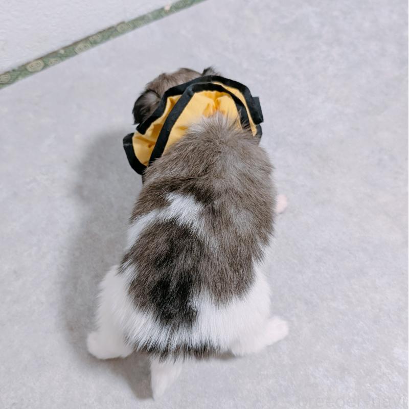 販売中の長崎県のパピヨン-430840の5枚目