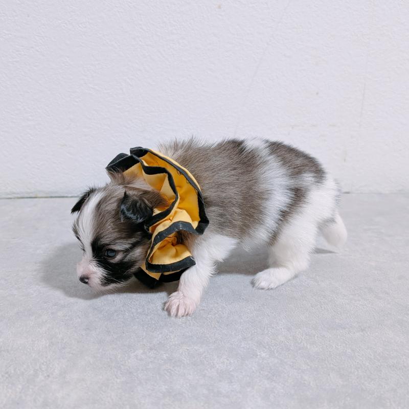 販売中の長崎県のパピヨン-430840の4枚目