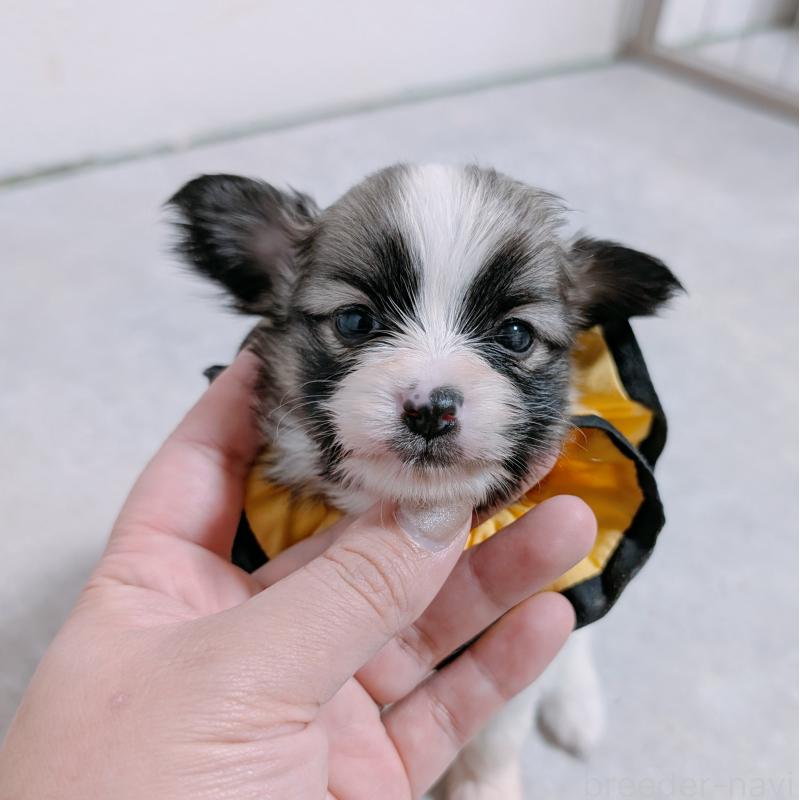 販売中の長崎県のパピヨン-430840の3枚目