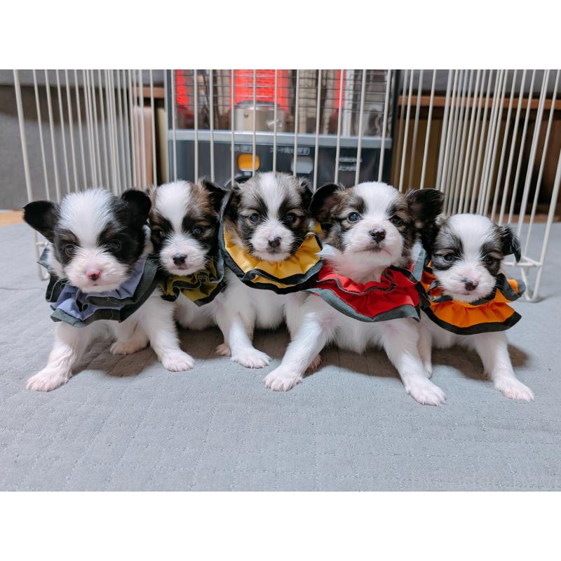 販売中の長崎県のパピヨン-430840の2枚目