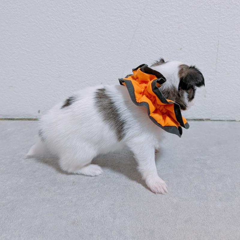 販売中の長崎県のパピヨン-430841の6枚目