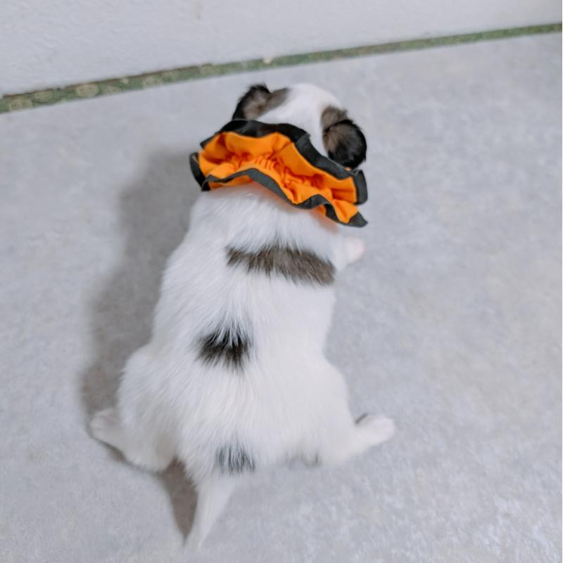 販売中の長崎県のパピヨン-430841の4枚目