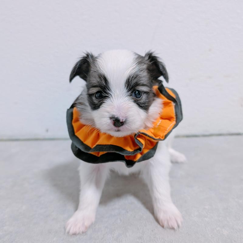 販売中の長崎県のパピヨン-430841の3枚目