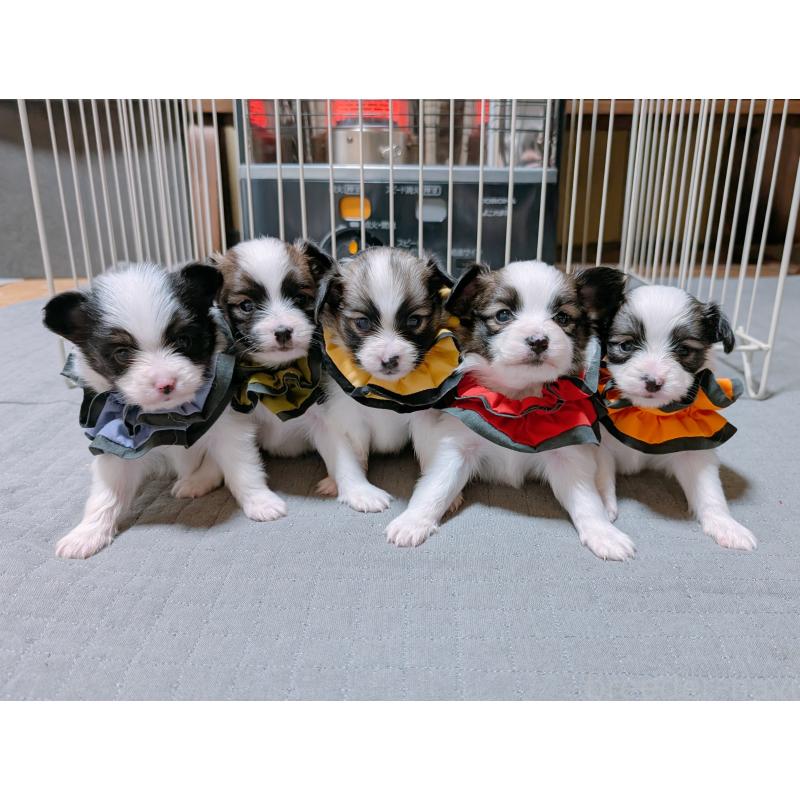 販売中の長崎県のパピヨン-430841の2枚目