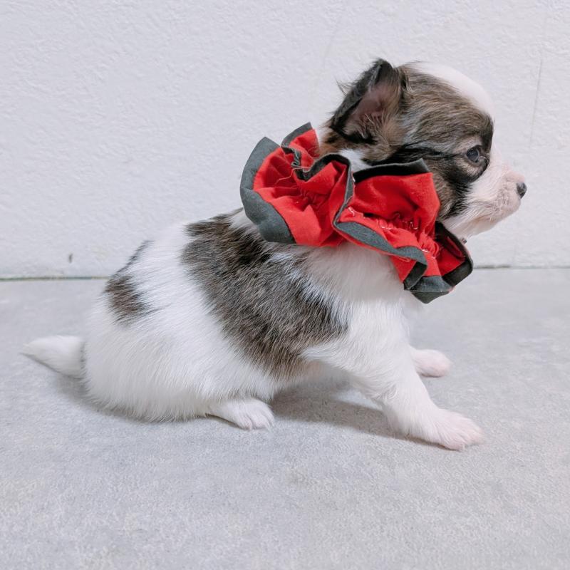 販売中の長崎県のパピヨン-430842の6枚目