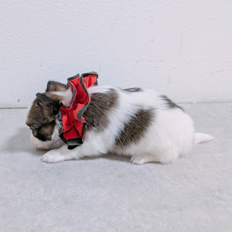 販売中の長崎県のパピヨン-430842の5枚目