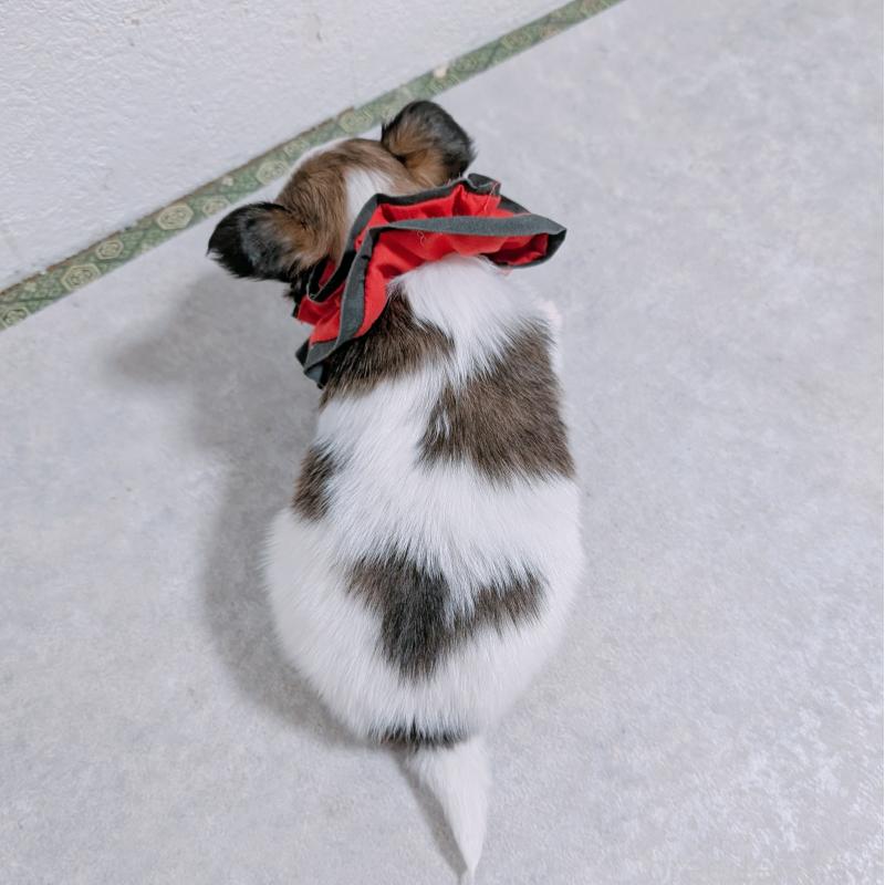 販売中の長崎県のパピヨン-430842の4枚目