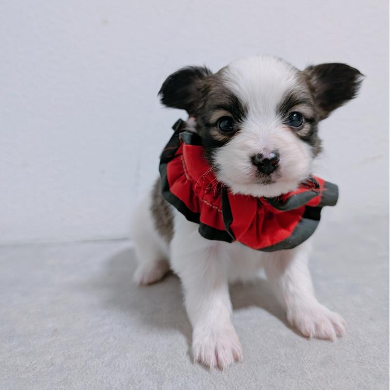 販売中の長崎県のパピヨン-430842の3枚目